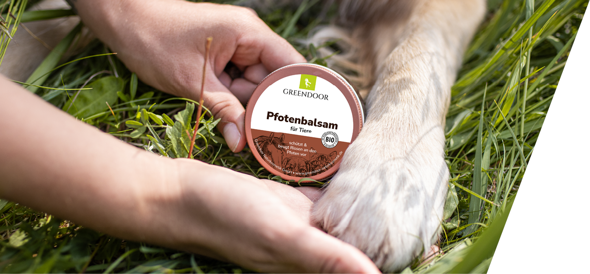 Eine Hundepfote plus zwei menschliche Hände zusammen mit einem Greendoor Pfotenbalsam