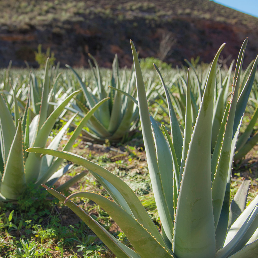 Aloe Vera Pflanzen Es ist ein Feld mit Aloe Vera Pflanzen in Spanien zu sehen
