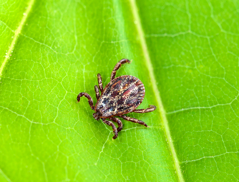 Es ist eine Zecke in Großaufnahme zu sehen, die auf einem grünen Blatt sitzt