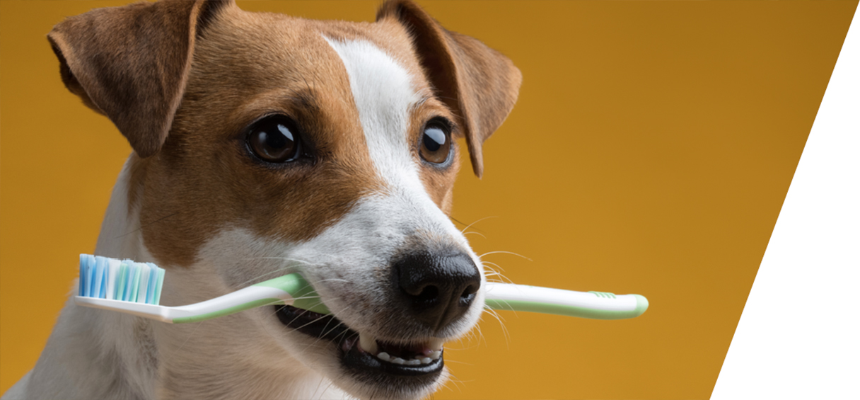 GREENDOOR Naturkosmetik Maulhygiene