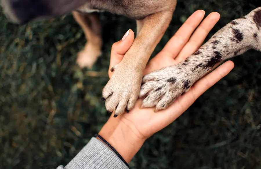 Peta approved Peta approved