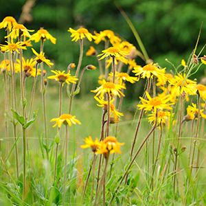 300x300-Arnika-alpine-arnica-close-up-carpathians-selective-focus Blühende Arnikapflanzen auf einer Bergwiese